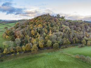 Woodland At Foel Coppice