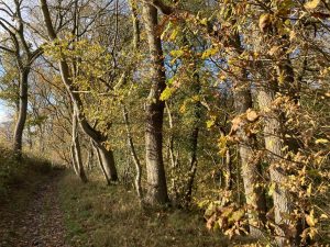 Woodland At Ffinnant Dingle