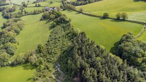 Woodland At Llwyn Y Gelli