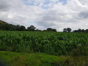 Lot 1 – Land and Buildings at Grove Lane, Pontesbury